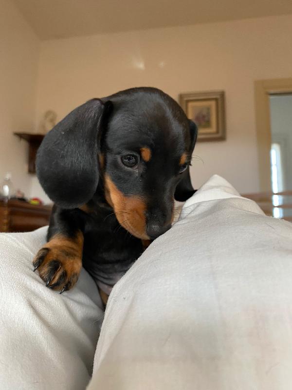  Mia, due mesi, cucciola di bassotti